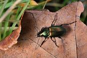 loopkever (Pterostichus nigrita) 5-2012 5027